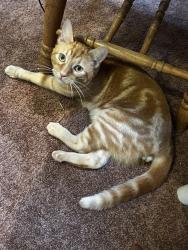 Lost Male Cat last seen Walker Road near 103rd, Hillsboro, OR 97006