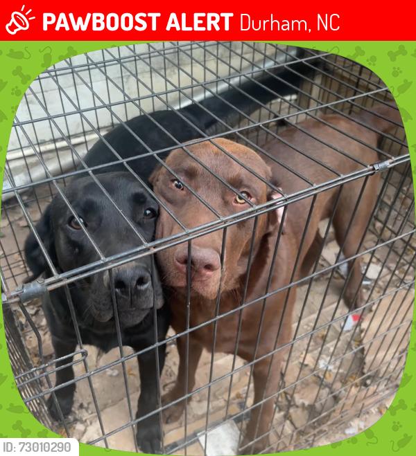 Lost Male Dog last seen Near Shiloh dr , Durham, NC 27703