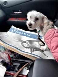 Reunited Female Dog last seen Near Quesada St NW, Washington, DC 20015