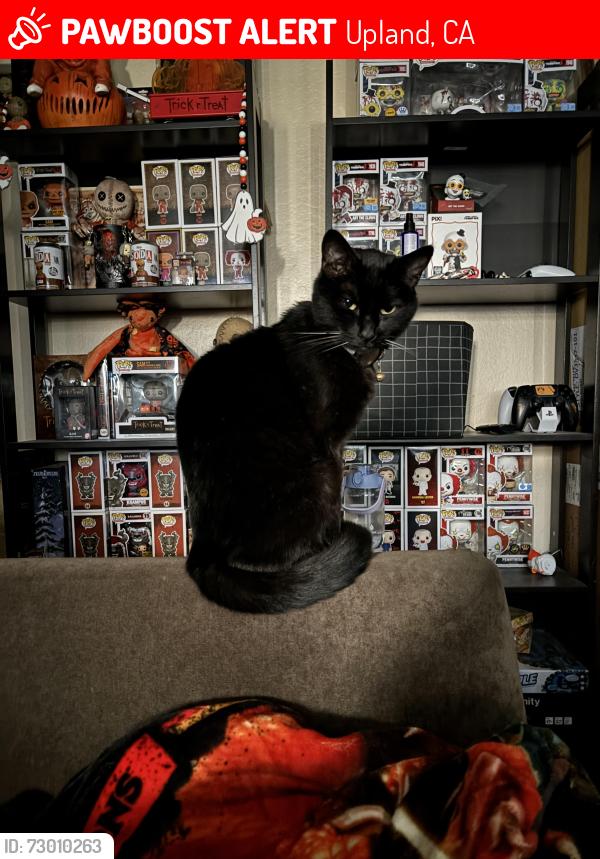 Lost Female Cat last seen In neighborhoods, Upland, CA 91786