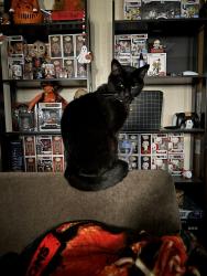 Lost Female Cat last seen In neighborhoods, Upland, CA 91786