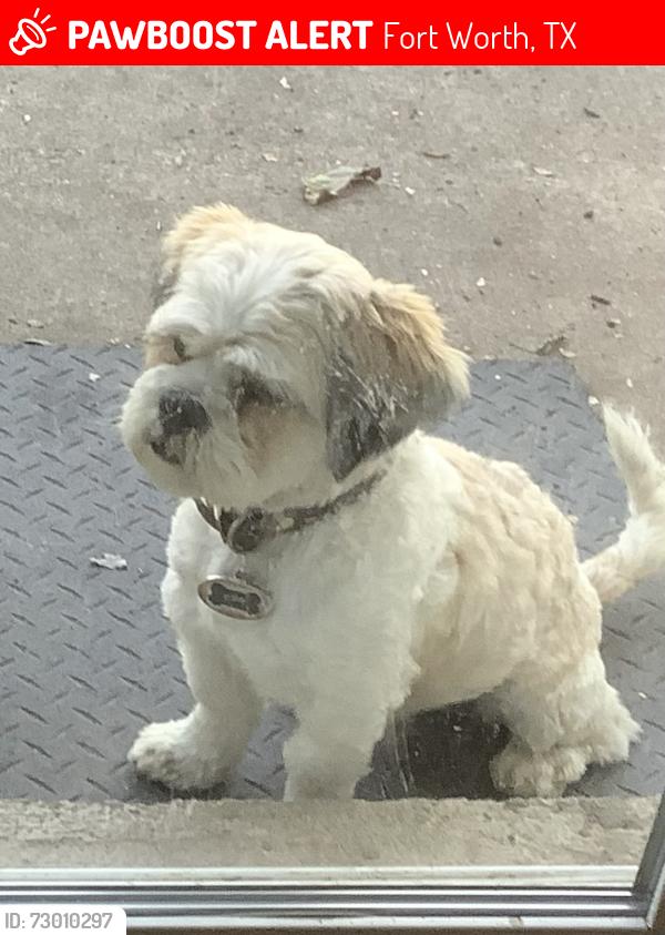 Lost Male Dog last seen Gene ln, Fort Worth, TX 76117