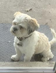 Lost Male Dog last seen Gene ln, Fort Worth, TX 76117