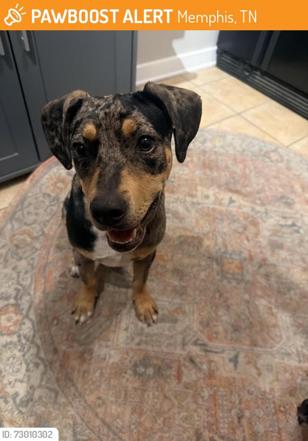 Found/Stray Female Dog last seen Tri-state, Memphis, TN 38118