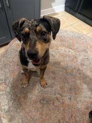 Found/Stray Female Dog last seen Tri-state, Memphis, TN 38118