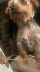 Reunited Female Dog last seen Dobbs drive, Phenix City, AL 36870