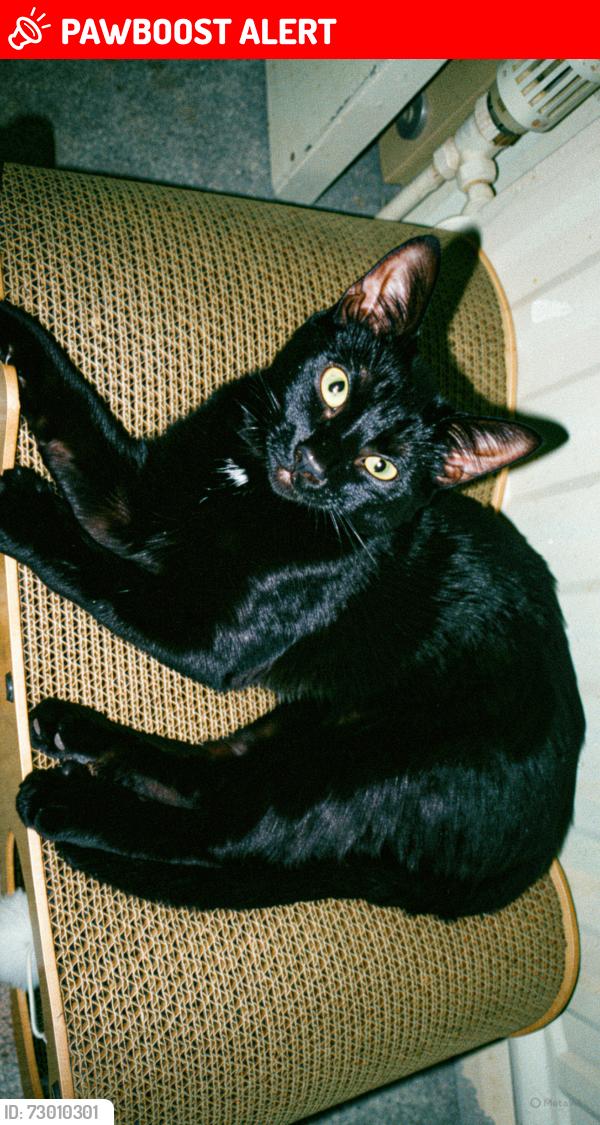 Lost Female Cat last seen Gregory avenue potters bar, Hertfordshire, England EN6