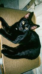 Lost Female Cat last seen Gregory avenue potters bar, Hertfordshire, England EN6