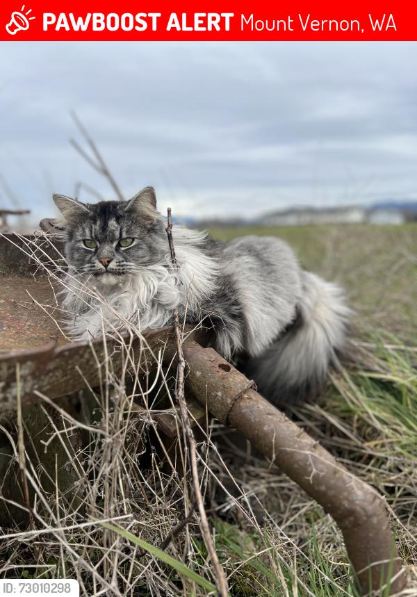 Lost Female Cat last seen Calhoun Rd and Kamb Rd, Mount Vernon, WA 98273