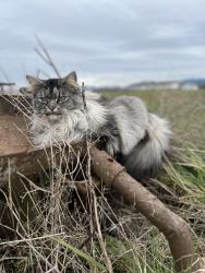 Lost Female Cat last seen Calhoun Rd and Kamb Rd, Mount Vernon, WA 98273