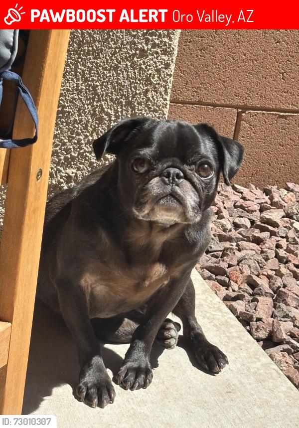 Lost Female Dog last seen Magee/Oracle/Northern , Oro Valley, AZ 85704