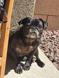 Lost Female Dog last seen Magee/Oracle/Northern , Oro Valley, AZ 85704
