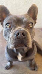 Lost Male Dog last seen lincon and gilbert, Anaheim, CA 92801