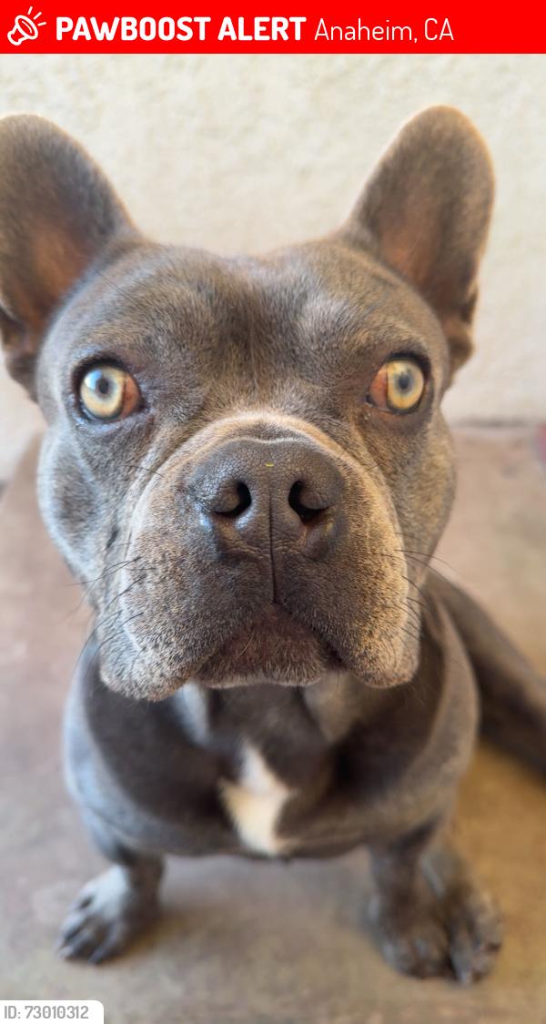 Lost Male Dog last seen lincon and gilbert, Anaheim, CA 92801