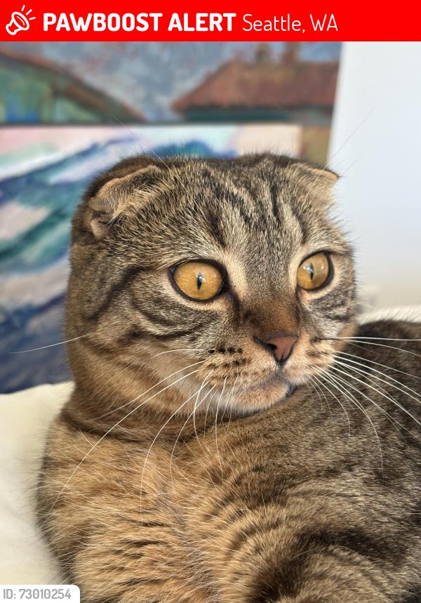 Lost Female Cat last seen Corner of Waters and Perry , Seattle, WA 98118