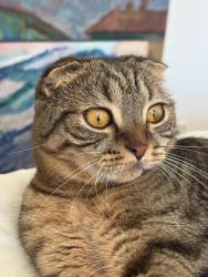 Lost Female Cat last seen Corner of Waters and Perry , Seattle, WA 98118