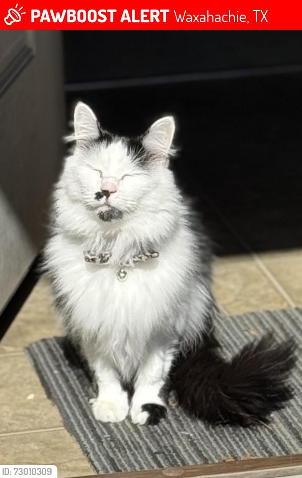 Lost Female Cat last seen Dean Box, Waxahachie, TX 75165