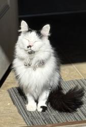 Lost Female Cat last seen Dean Box, Waxahachie, TX 75165