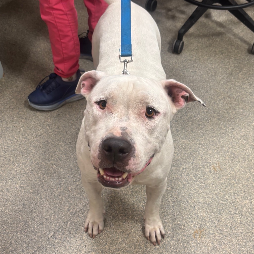 Shelter Stray Male Dog last seen , 8464 Beach Blvd, Jacksonville, FL 32216, USA