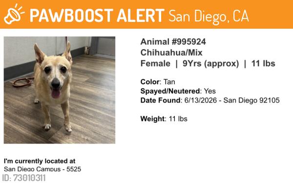 Found/Stray Female Dog last seen Euclid Ave, University Ave, San Diego, CA 92105
