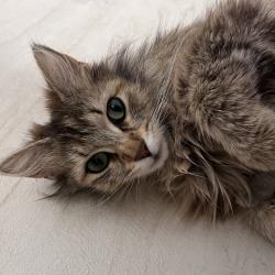 Shelter Stray Female Cat last seen , 54687 Co Rd 19, Bristol, IN 46507, USA