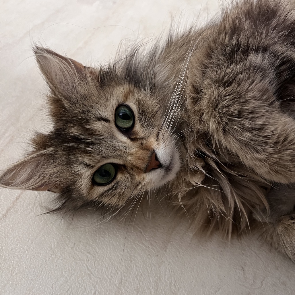 Shelter Stray Female Cat last seen , 54687 Co Rd 19, Bristol, IN 46507, USA