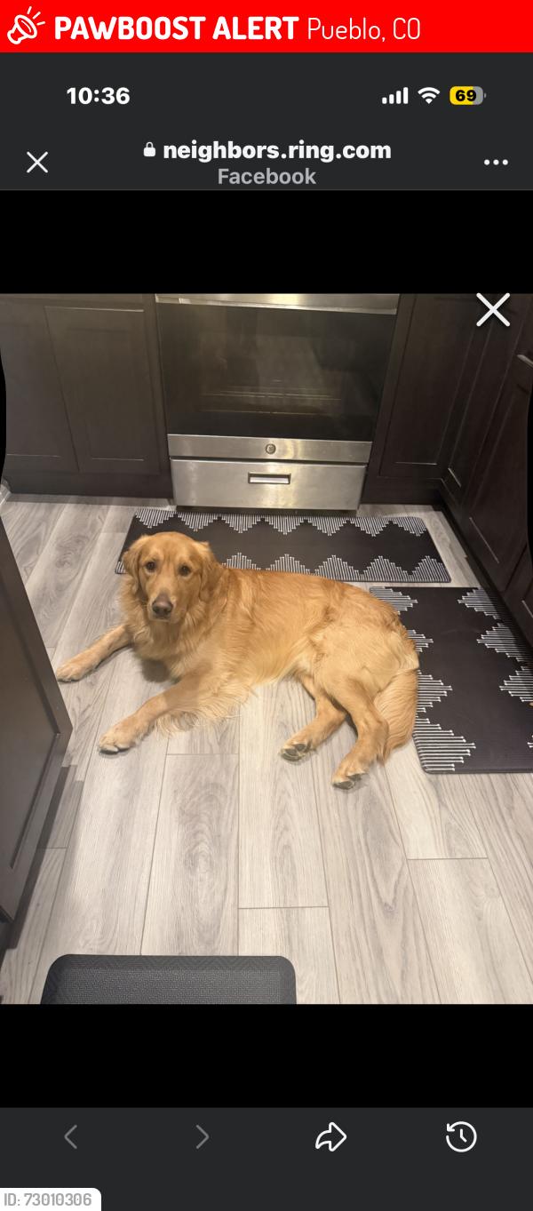 Lost Male Dog last seen Hollywood lane and Wapiti, Pueblo, CO 81005