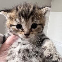 Shelter Stray Female Cat last seen , 54687 Co Rd 19, Bristol, IN 46507, USA