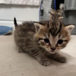 Shelter Stray Male Cat last seen , 54687 Co Rd 19, Bristol, IN 46507, USA
