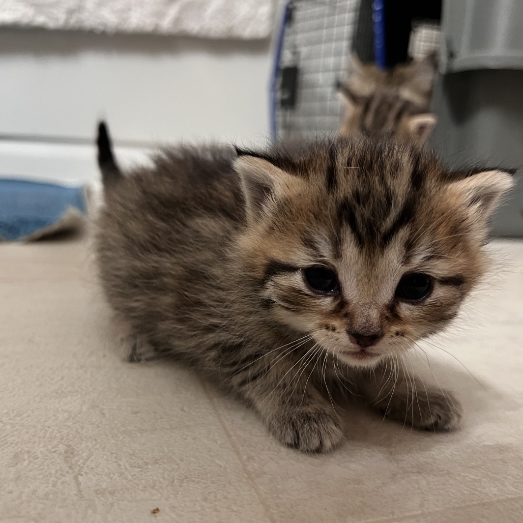 Shelter Stray Male Cat last seen , 54687 Co Rd 19, Bristol, IN 46507, USA