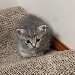 Shelter Stray Female Cat last seen , 54687 Co Rd 19, Bristol, IN 46507, USA
