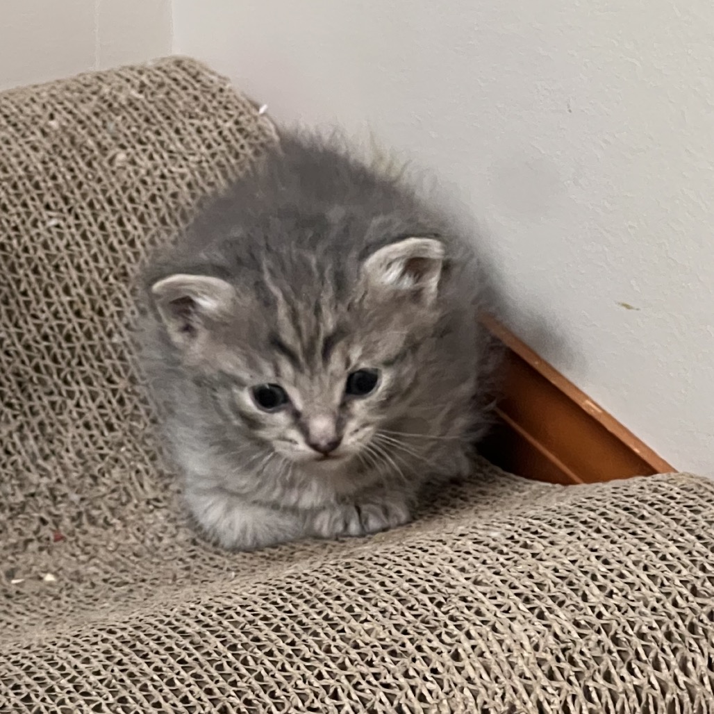 Shelter Stray Female Cat last seen , 54687 Co Rd 19, Bristol, IN 46507, USA