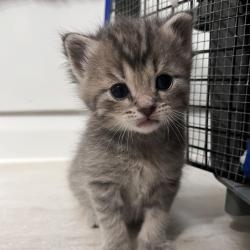 Shelter Stray Male Cat last seen , 54687 Co Rd 19, Bristol, IN 46507, USA
