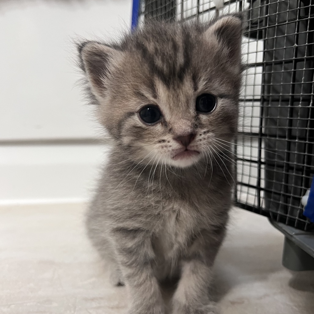 Shelter Stray Male Cat last seen , 54687 Co Rd 19, Bristol, IN 46507, USA