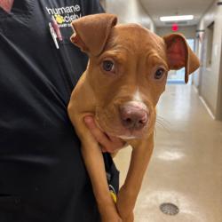 Shelter Stray Male Dog last seen , 54687 Co Rd 19, Bristol, IN 46507, USA