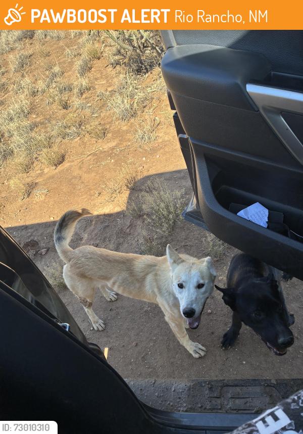 Found/Stray Unknown Dog last seen 48th St. Serenity, king, Rio Rancho, NM 87124
