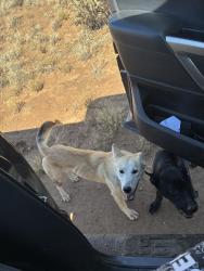 Found/Stray Unknown Dog last seen 48th St. Serenity, king, Rio Rancho, NM 87124