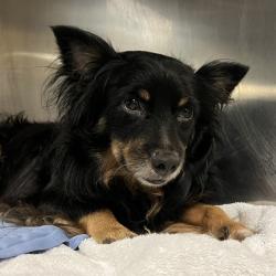 Shelter Stray Male Dog last seen , 4575 E Mesquite Ave, Palm Springs, CA 92264, USA