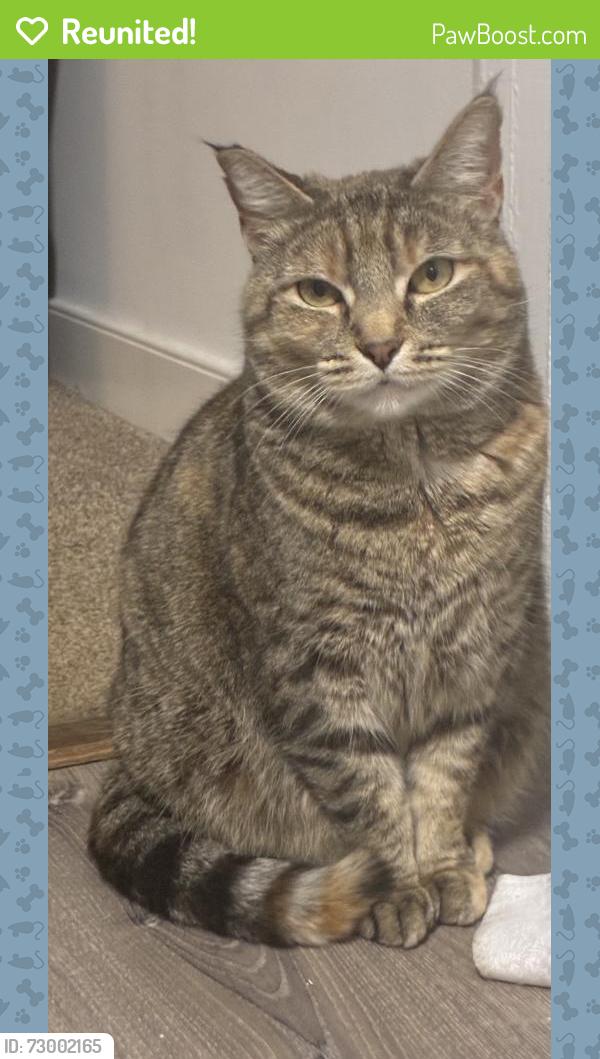 Reunited Female Cat last seen Bartee road 23224, Richmond, VA 23224