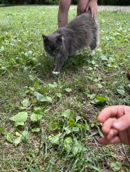 Found/Stray Unknown Cat last seen Nature Park by the stage, Weaverville, NC 28787