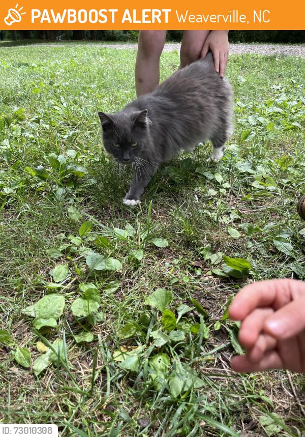 Found/Stray Unknown Cat last seen Nature Park by the stage, Weaverville, NC 28787