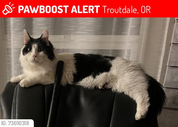 Lost Female Cat last seen start of se beaver creek ln , Troutdale, OR 97060