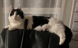 Lost Female Cat last seen start of se beaver creek ln , Troutdale, OR 97060