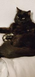 Lost Male Cat last seen Stoneybrook and willow way ally, Wylie, TX 75098