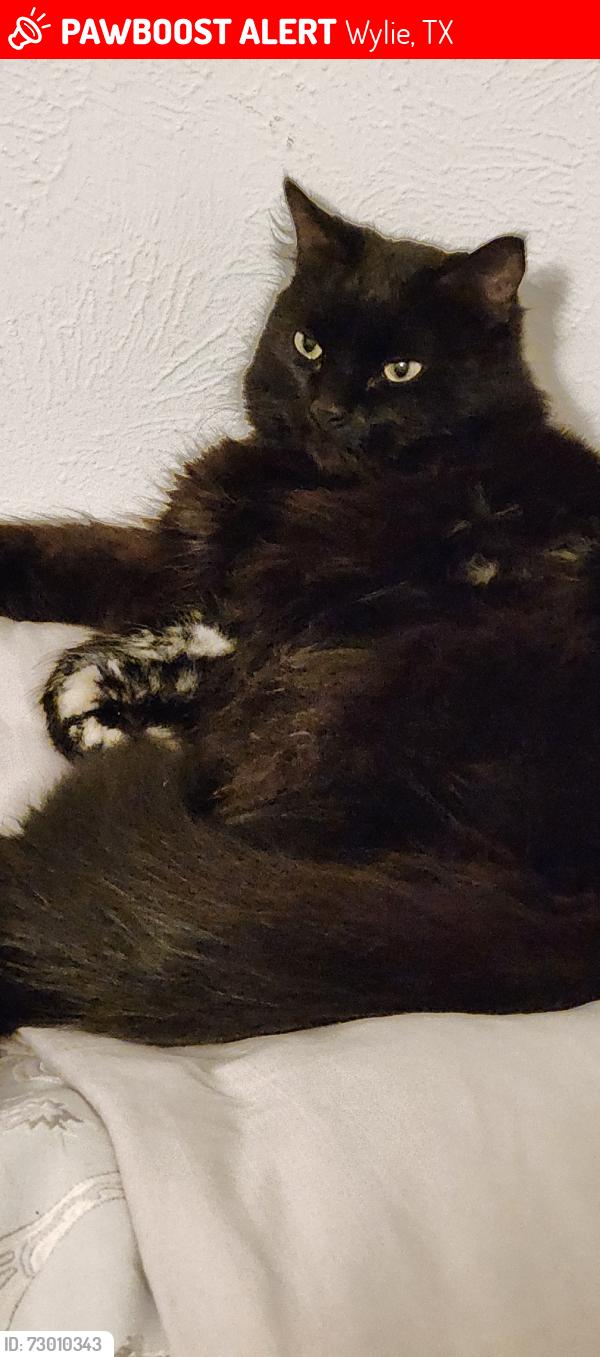 Lost Male Cat last seen Stoneybrook and willow way ally, Wylie, TX 75098