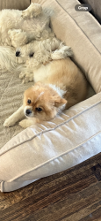 Reunited Male Dog last seen Cooper creek , Fort Worth, TX 76131