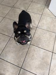 Found/Stray Male Dog last seen Athena Almería , Fontana, CA 92336