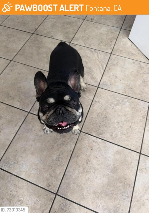 Found/Stray Male Dog last seen Athena Almería , Fontana, CA 92336