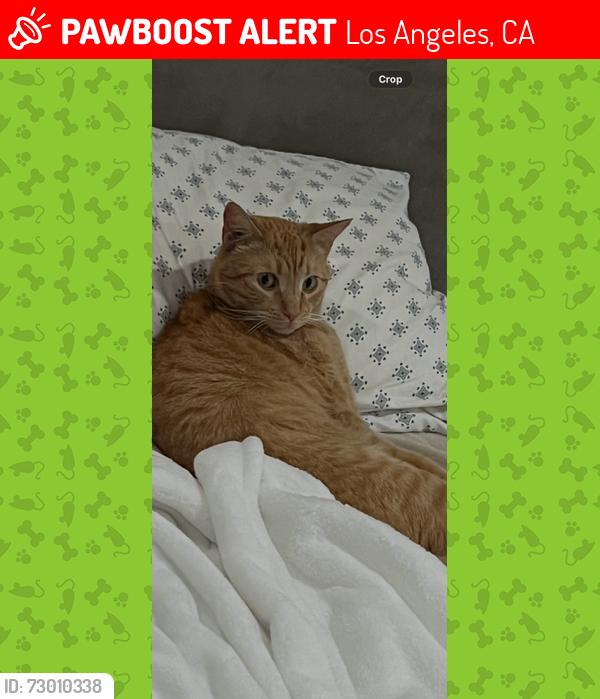 Lost Male Cat last seen limekiln canyon trail area, Los Angeles, CA 91326