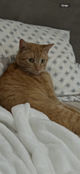 Lost Male Cat last seen limekiln canyon trail area, Los Angeles, CA 91326